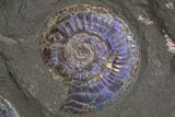 Two Iridescent Ammonites (Psiloceras) - England #316381-3